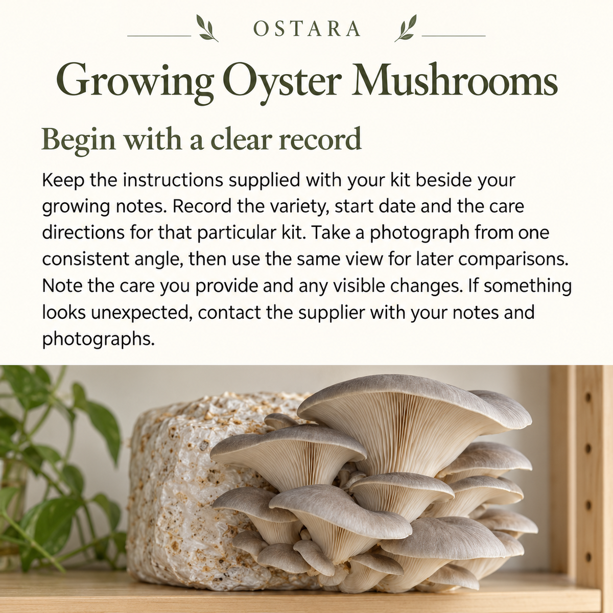 Growing Oyster Mushrooms